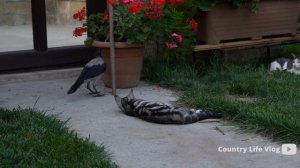 Kənd Həyatı. плов из целого козла в деревенском стиле — простой и насыщенный вкус
