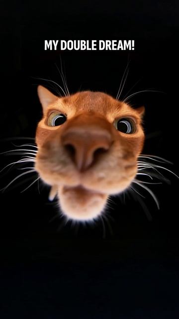 VIVITI / Вячеслав Тюрин