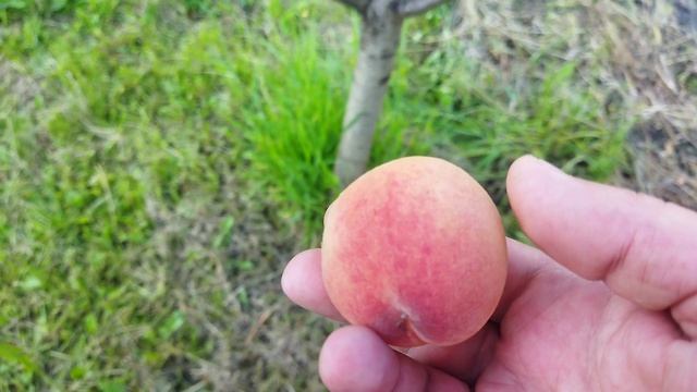 Персик Гринсборо. 06.08.2025г.