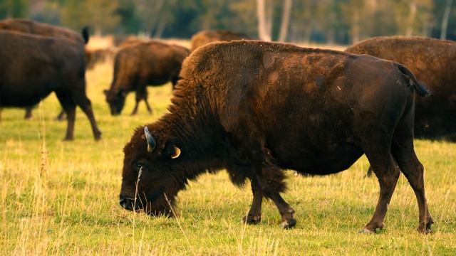 Мир дикой природы смотреть онлайн