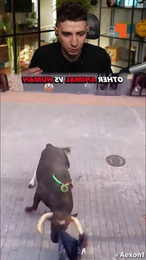 ТЫ БЫ НЕ ВЫЖИЛ ПРОТИВ ЭТОГО МЕДВЕДЯ 💀🥋