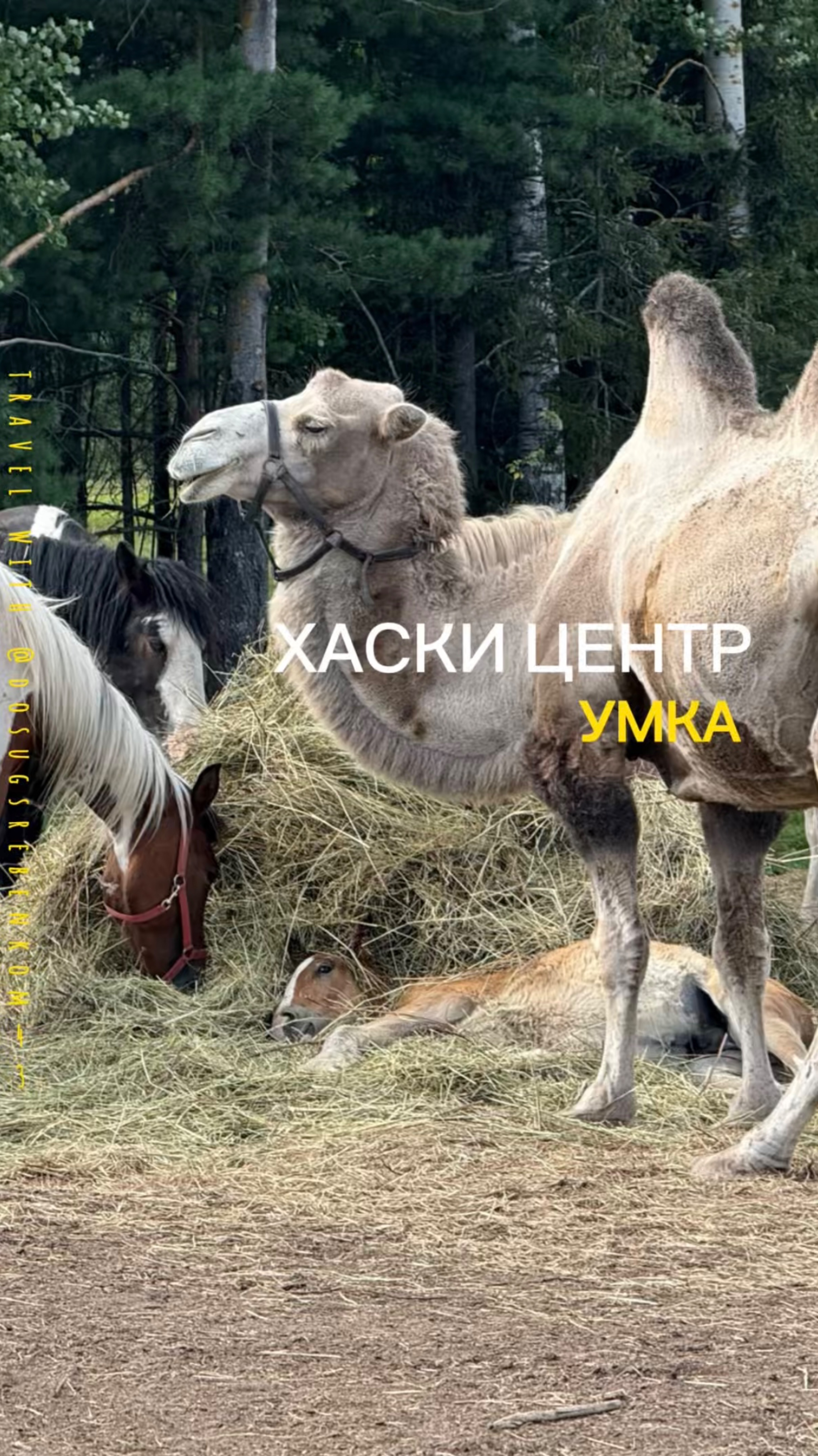 Хаски центр «Умка»