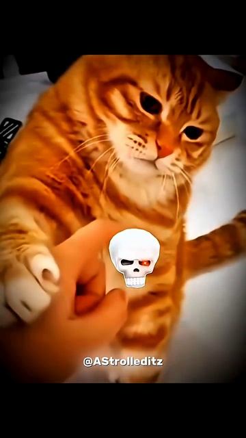 1 + cat power 🔥🗿#trollface #troll #edit #shorts смотреть онлайн