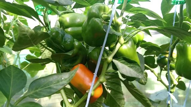 ПЕРЦЫ В ТЕПЛИЦЕ. НАЧАЛО АВГУСТА. смотреть онлайн