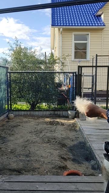 Очередь хаски на почесушки