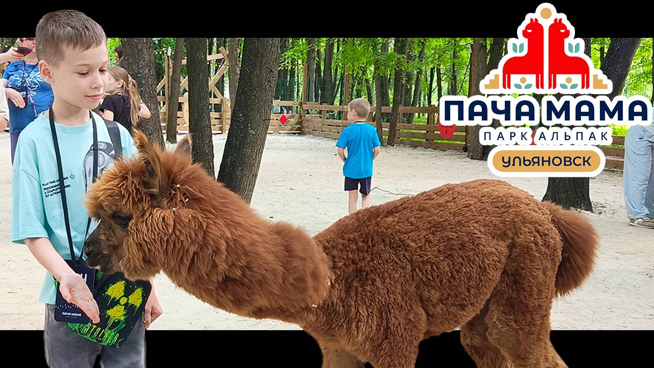 Парк Альпак Пача Мама Ульяновск