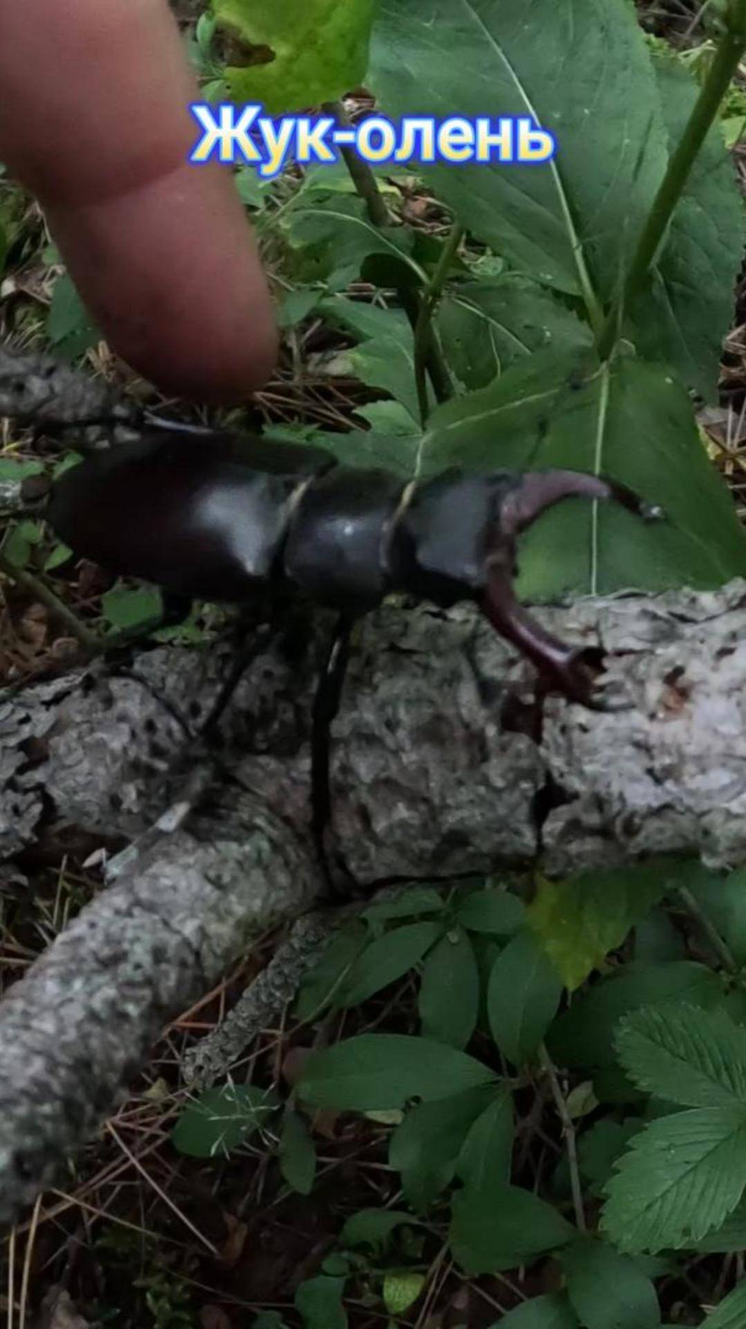 Жук-олень в Крыму