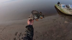 Рыбалка на реке. Бешеный клёв хищника. Часть вторая.