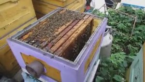 пчелы пришли в роевое состояние в июле, что я делаю в этом случае, часть 3 , остаток семьи, 6.08.25