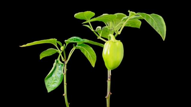 пачка сигарет смотреть онлайн