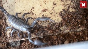 Два скорпиона не сошлись характерами