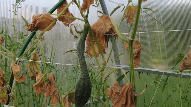 Кому нужен участок, обращайтесь!) Огурцы надоели, ждём черики! смотреть онлайн