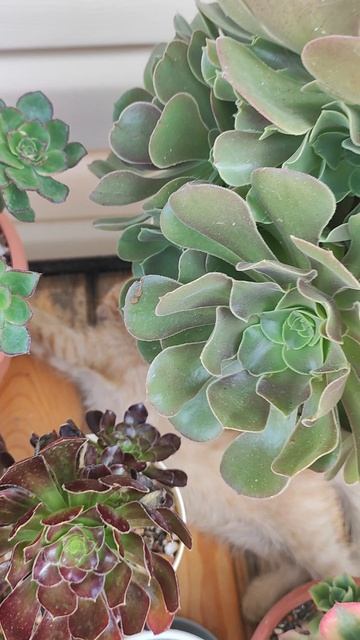 Такие милые, когда спят! смотреть онлайн