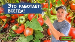 Секрет дачников： томаты наливаются как бешеные!!!