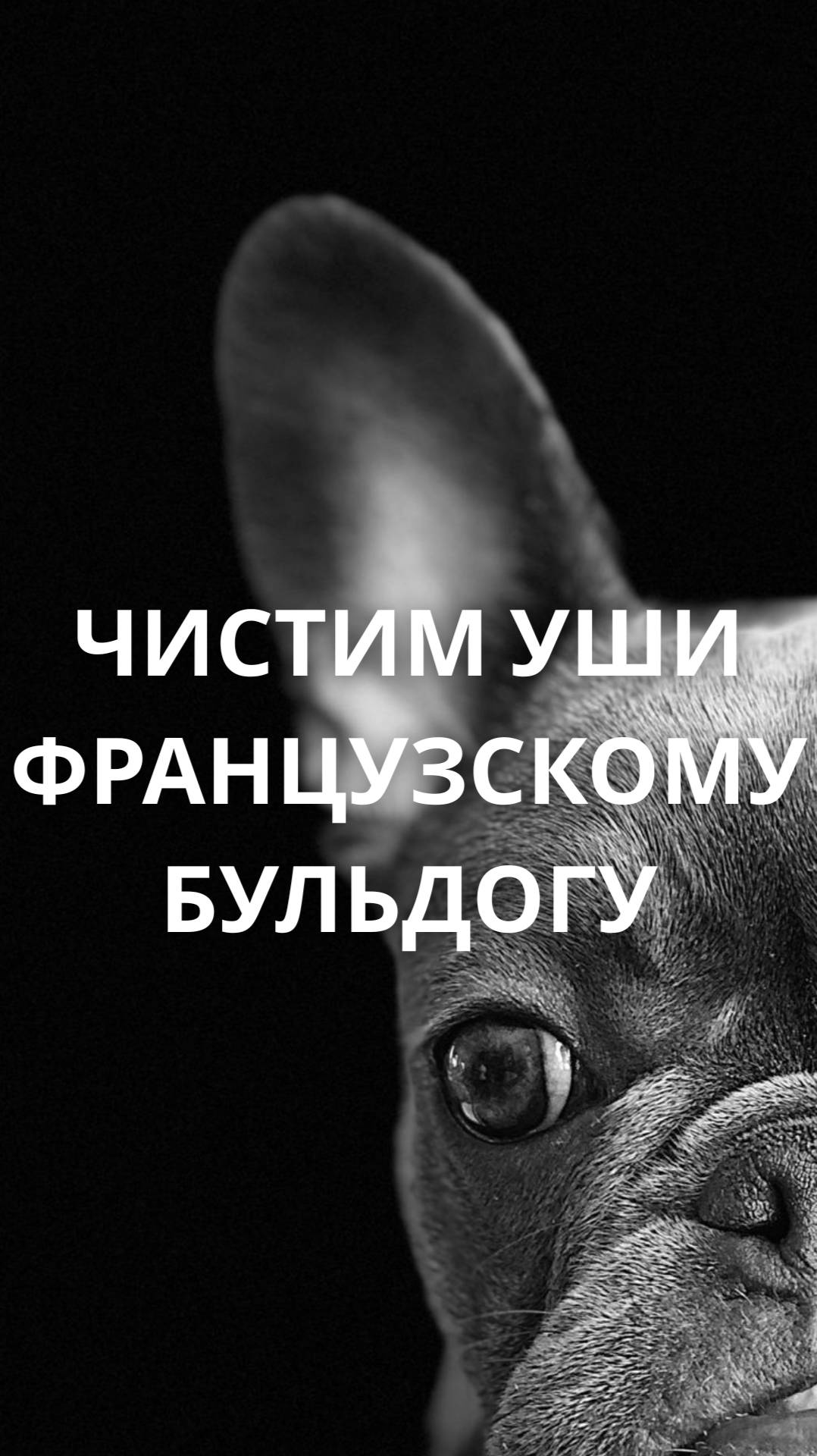 ЧЕМ И КАК ЧИСТИТЬ УШИ ФРАНЦУЗСКОМУ БУЛЬДОГУ?