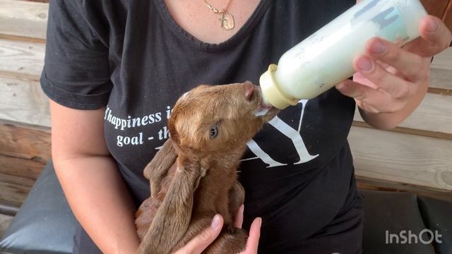 Кормление козлят молоком из бутылочки. Схема выпаивания козлят. Сколько раз в день поить козлят. смотреть онлайн