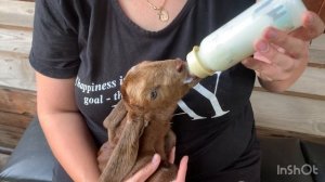 Кормление козлят молоком из бутылочки. Схема выпаивания козлят. Сколько раз в день поить козлят.