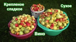 Яблочное вино крепленое и сухое. Рецепт, приготовление, дегустация.