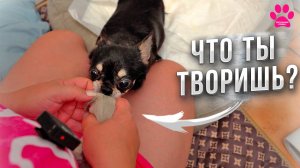 Собака родила щенка и покусывает его! Хочет обидеть щенка! Не надо так!