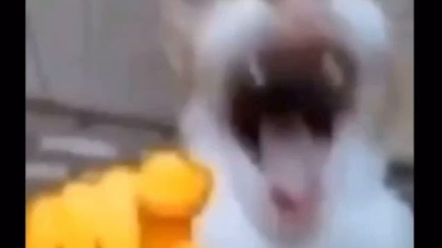 смеющийся кот.