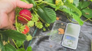 Обзор клубники Мальвина.