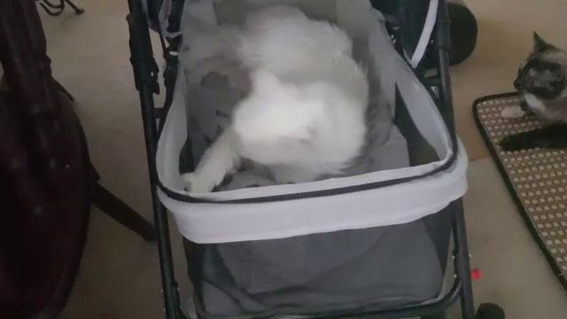 Леся и Сёма - лапочка заботливая смотреть онлайн