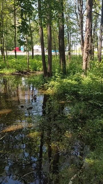 2025.07.07.  Выводок КРЯКВ  в луже .