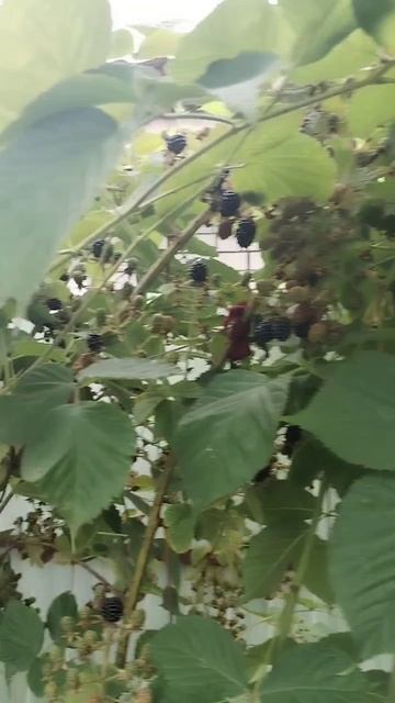 Ежевика 06.08.2025 смотреть онлайн