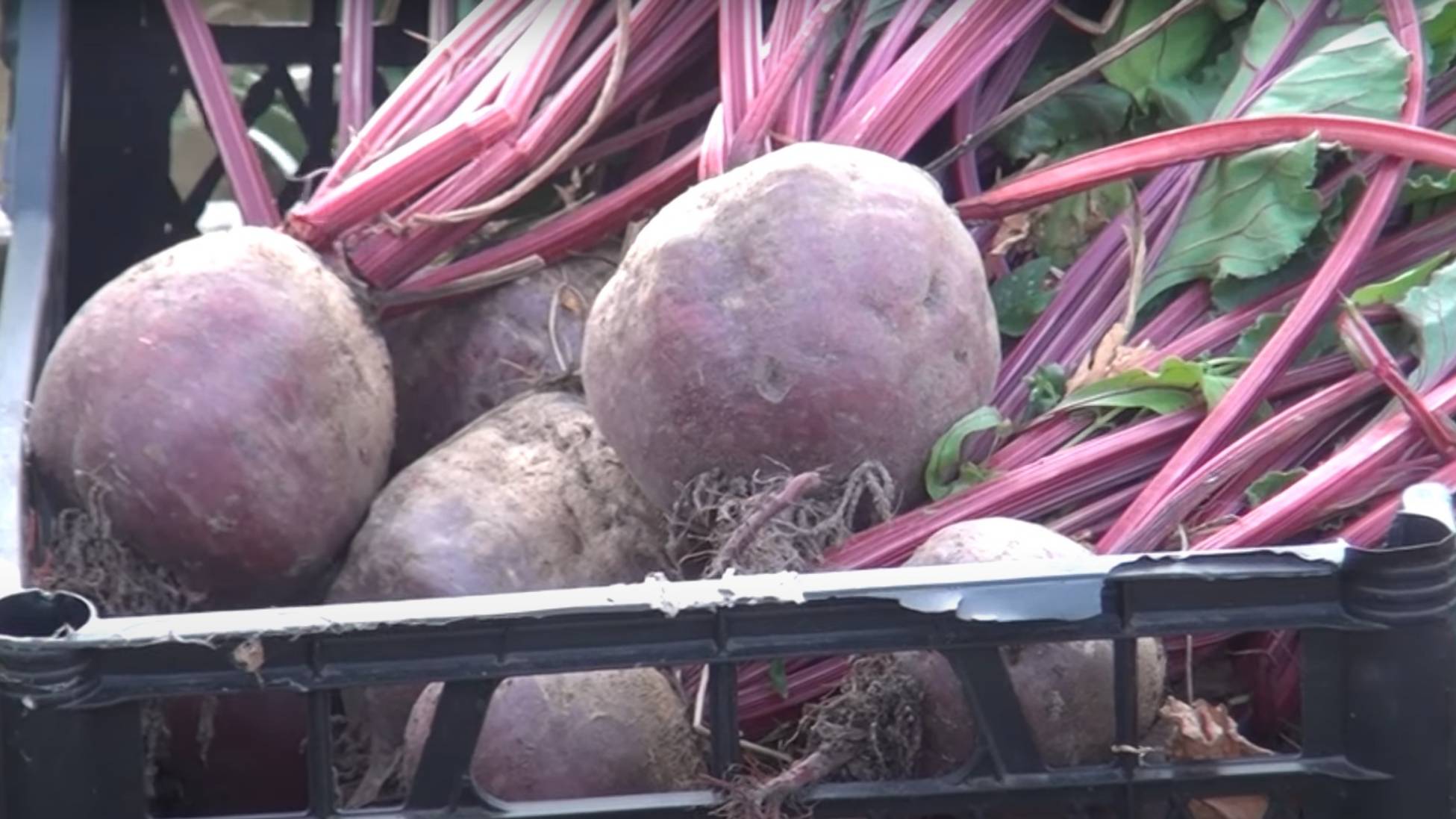 ДВЕ ПОДКОРМКИ СВЁКЛЫ В АВГУСТЕ - Для роста корнеплодов, сладости и лучшего хранения смотреть онлайн