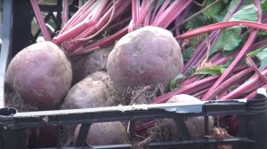 ДВЕ ПОДКОРМКИ СВЁКЛЫ В АВГУСТЕ - Для роста корнеплодов, сладости и лучшего хранения