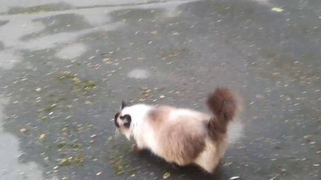 прогулки котиков