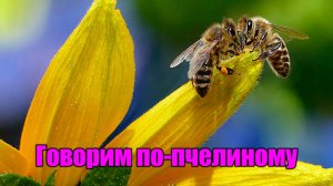Говорим по-пчелиному (Момент Творения)