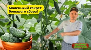 Чтобы огурцы наливались как из бочки — сделай это вовремя!!!