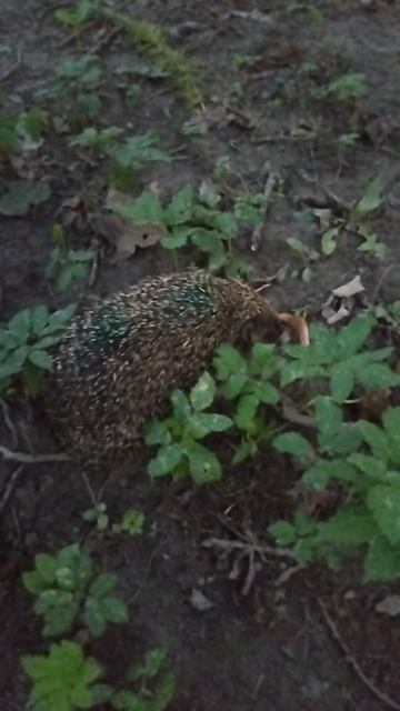 Елизавета Лаптева