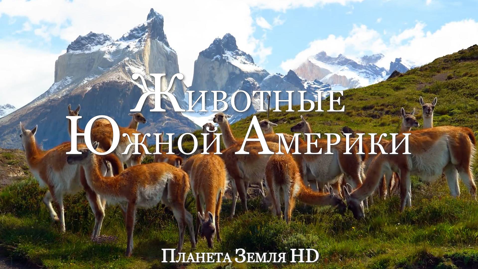 Животные Южной Америки HD - Живописный фильм о дикой природе с успокаивающей Музыкой смотреть онлайн