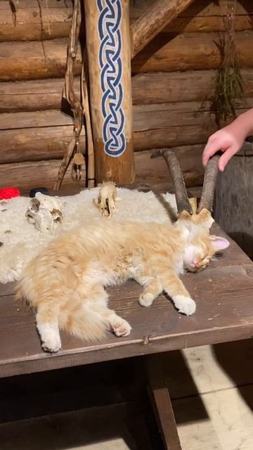 Рожки для кошки смотреть онлайн