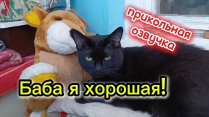 Кошки с озвучкой.