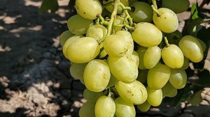 НОВИНКА!!! ГФ Винограда АСИРИУС (КАРПУШЕВ А.В.).