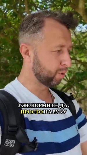 Советы по безопасному взаимодействию с дикими обезьянами #georgievtravel