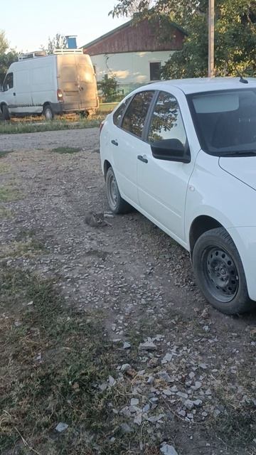 обзор огорода и котов .mp4