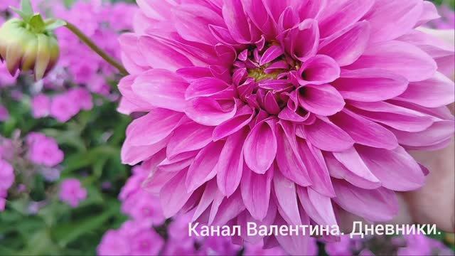 03.08.2025 хроника дня. Кейси. Огуречная история. Флоксы смотреть онлайн