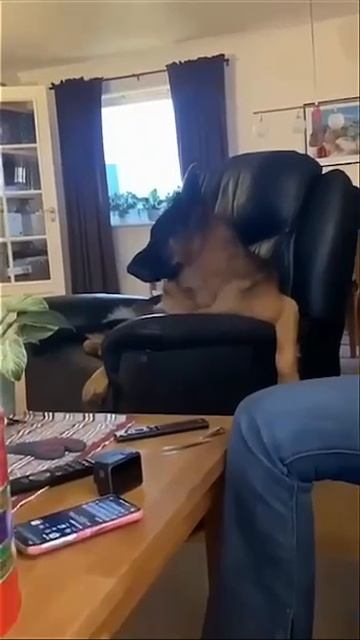 Даже СОБАКИ ОКУЛЬТУРИВАЮТСЯ, а ты нет... смотреть онлайн