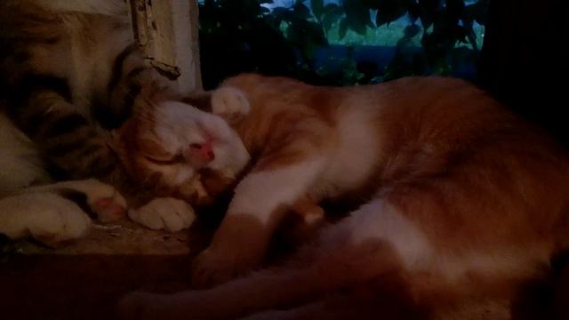 Ранним утром на окне лежбище пушистых смотреть онлайн