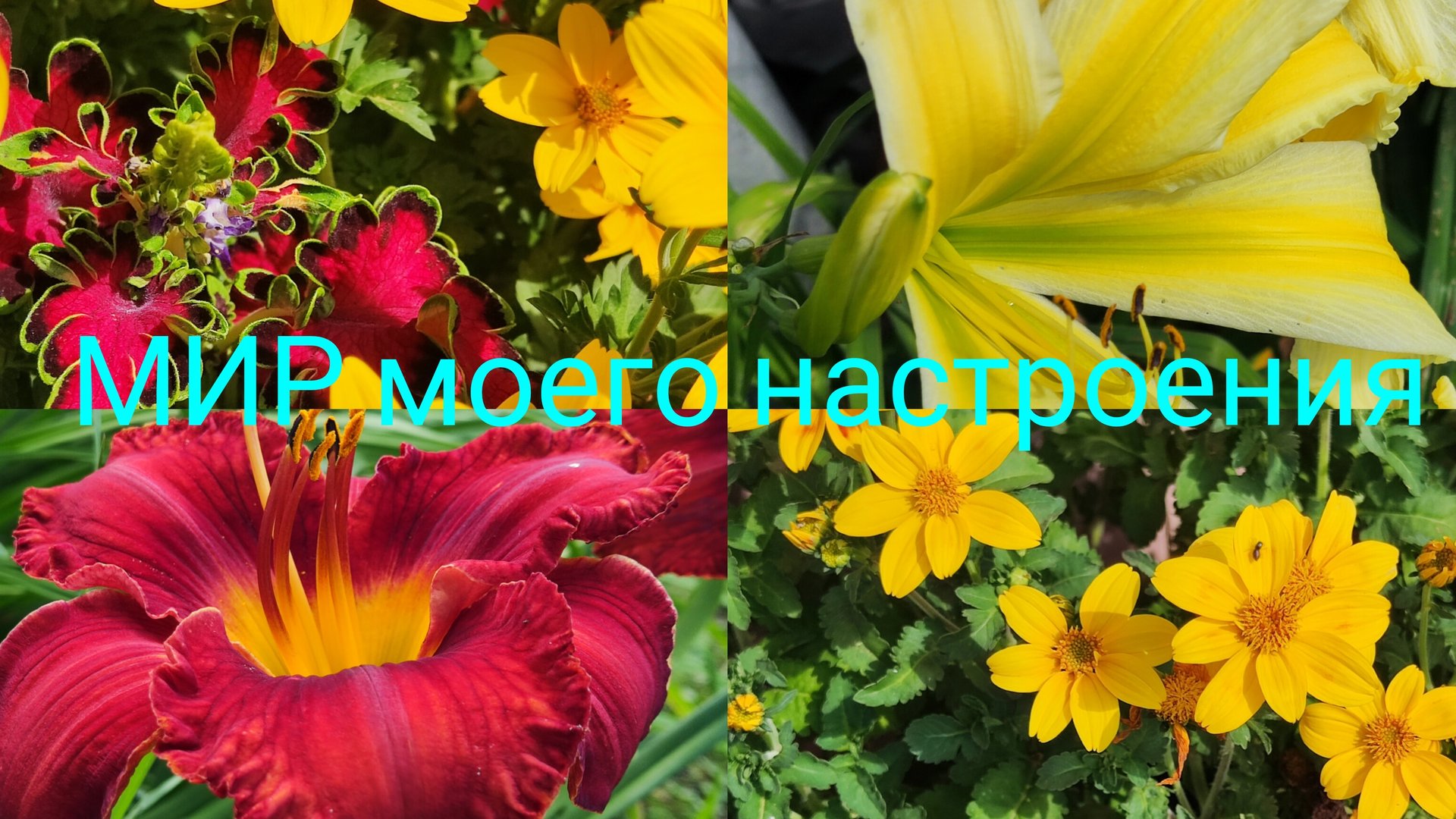 03.08.25 Дача.Биденс из своих семян,яркие расцветки для цветочных композиций. смотреть онлайн
