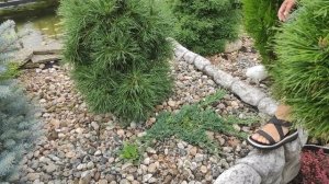 Обзор клумбы возле пруда.