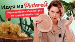 Как пересадить Платицериум на деревяшку — пошаговое руководство