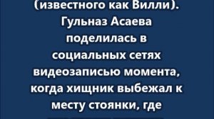 Медведь напал на певицу Гульназ Асаеву и ее команду