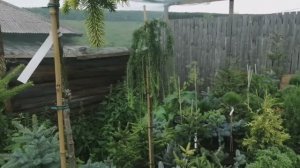 Купила редкие, сортовые, элитные хвойные растения! Пересадка! Каменная горка! Питомник!