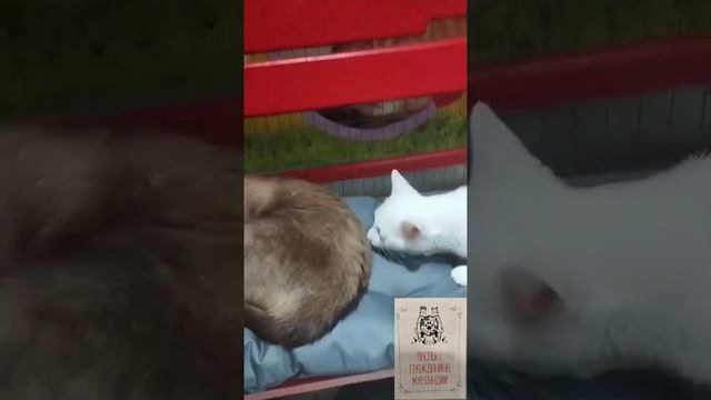 Выставка кошек