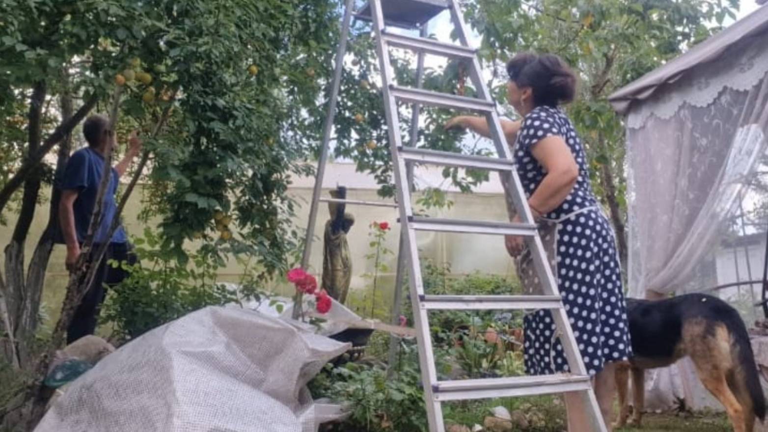 Собираем урожай. Заготовки на зиму. Пробую закрывать по-другому. Жизнь семьи в деревне. смотреть онлайн